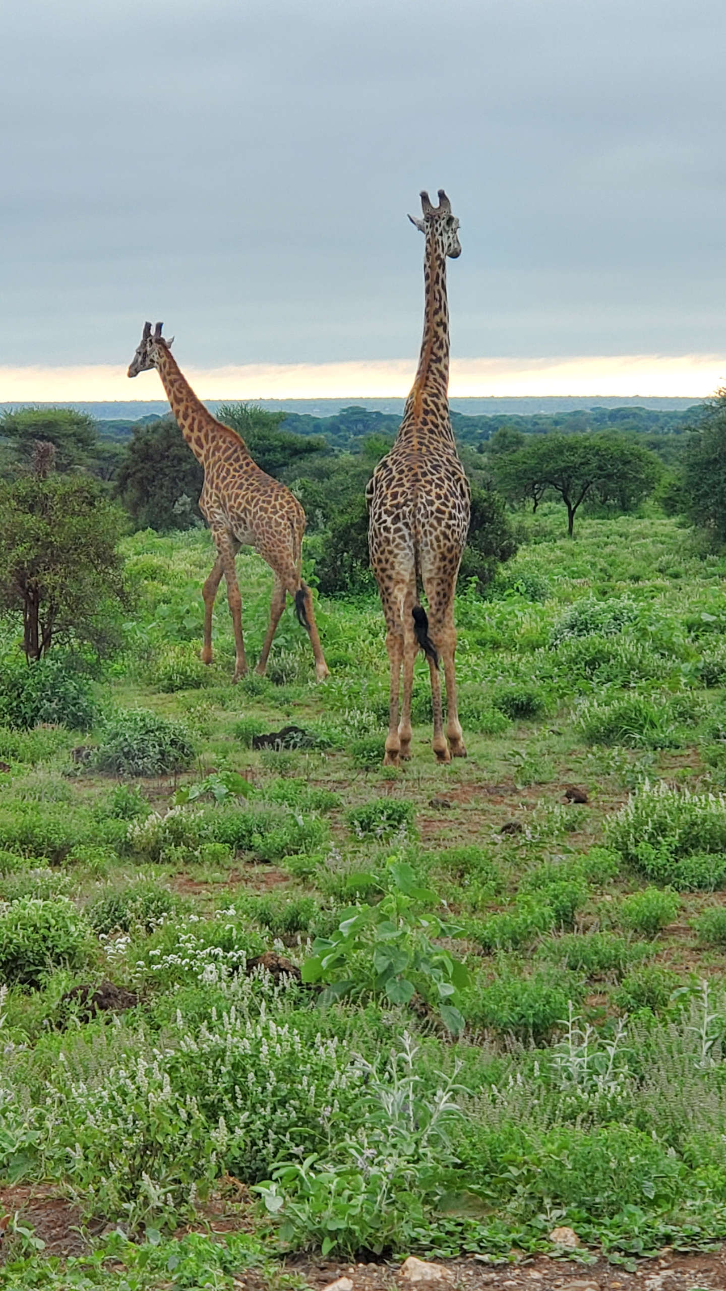 20240513_073140.webp